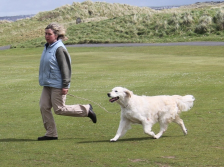 britannia farms golden retrievers